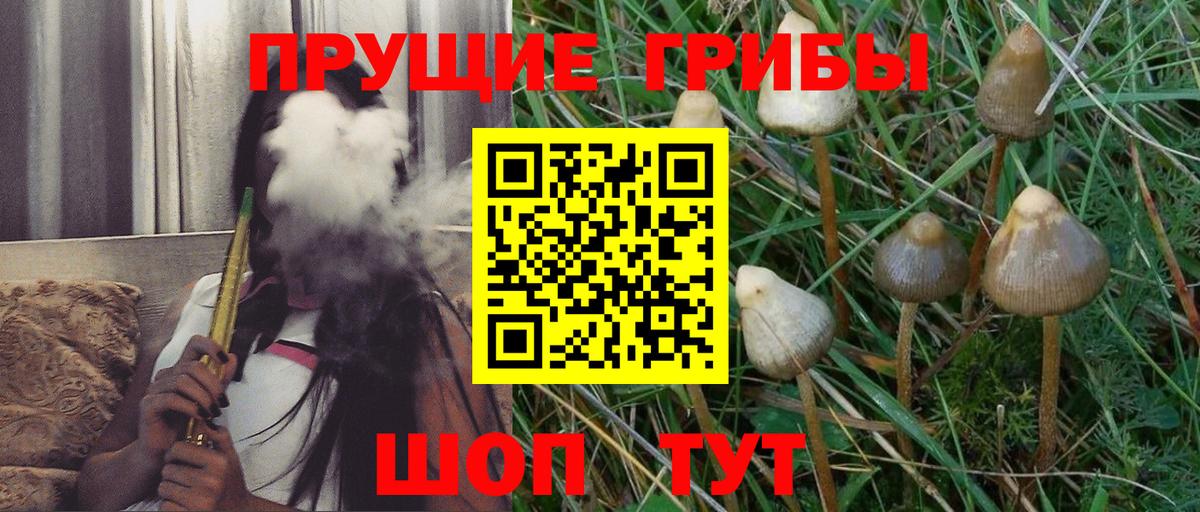 Галлюциногенные грибы Psilocybe Кинель